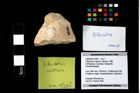 Foto (Objekt + Etikett) von Pithonoton rusticum (Patrulius, 1966)  (NHMW-GEO-1990-0041-3245)